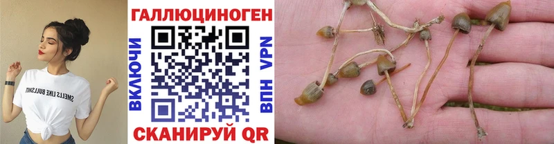 OMG ТОР  Талдом  Псилоцибиновые грибы Psilocybe  купить  